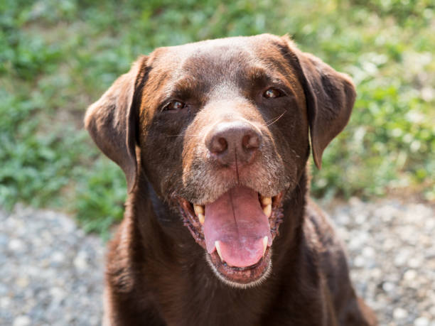 istock Brown Labrador Retriever Dog 1021873694