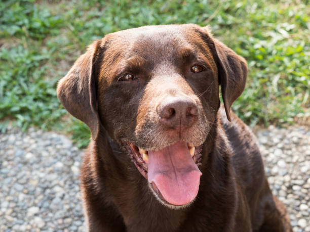 istock Brown Labrador Retriever Dog 1021873754