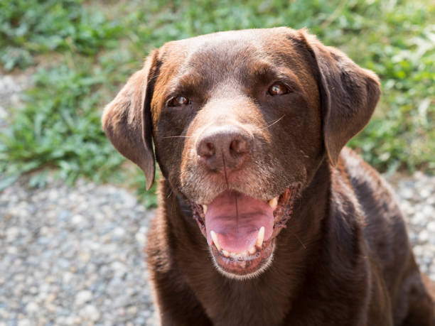 istock Brown Labrador Retriever Dog 1021873760