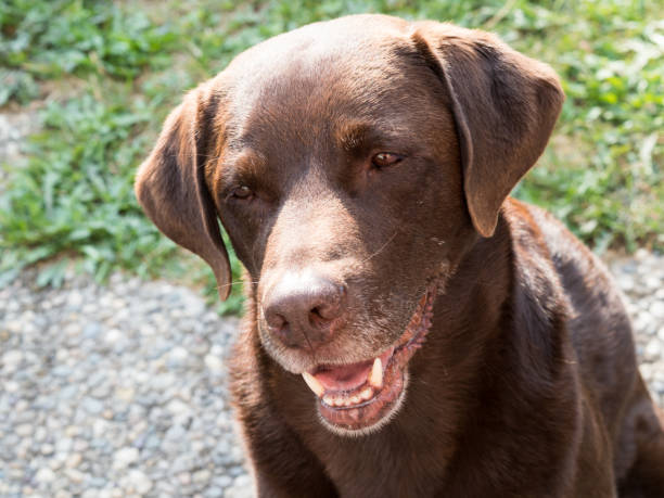 istock Brown Labrador Retriever Dog 1021873768
