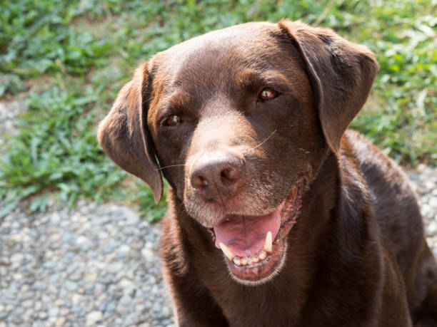 istock Brown Labrador Retriever Dog 1021873770