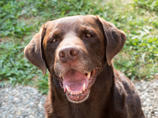 istock Brown Labrador Retriever Dog 1021873798