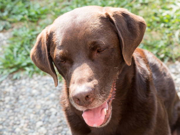 istock Brown Labrador Retriever Dog 1021873840