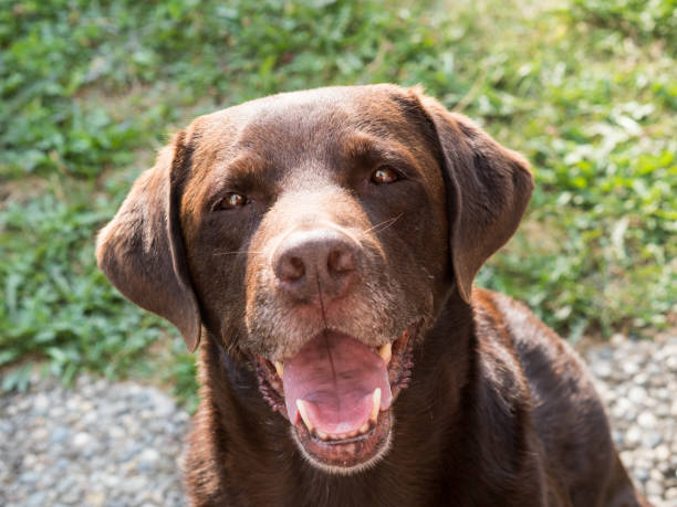istock Brown Labrador Retriever Dog 1021873844