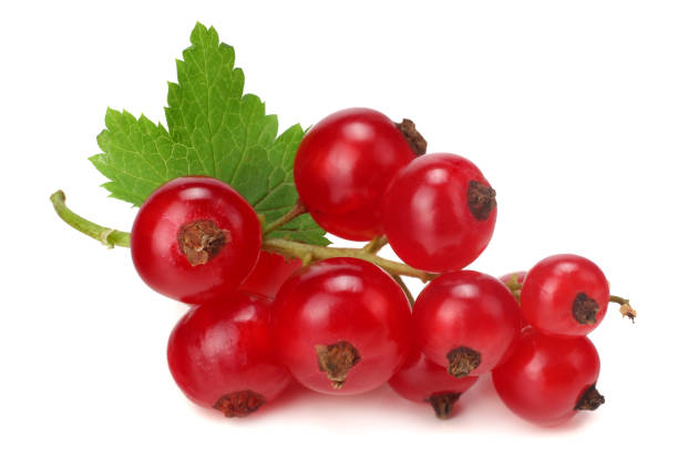 istock red currant with green leaf isolated on a white background. macro. healthy food 1021873942