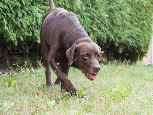 istock Brown Labrador Retriever Dog 1021874356