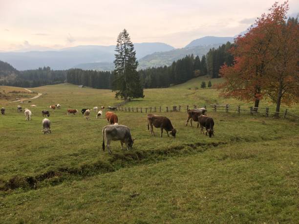 istock Cows on a pasture in South Tyrol 1021876524