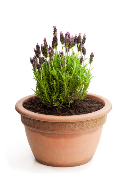 istock Lavender  bush in flower pot isolated on white 1021879010