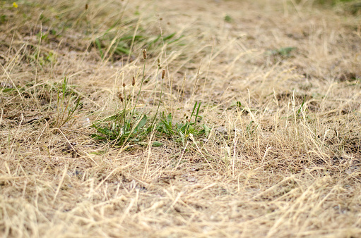 Dry grass during a drought with some green plants still.