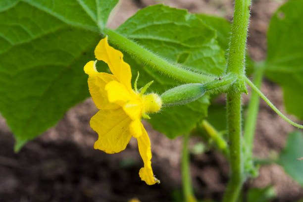 istock yellow flower of cucumber 1021883672