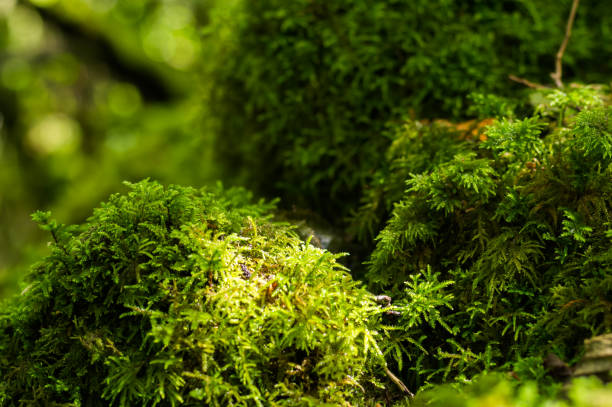 istock Macrophotograph of moss within a woodland 1021886778