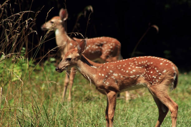 istock Two White Tailed Deer Fawns 1021887148