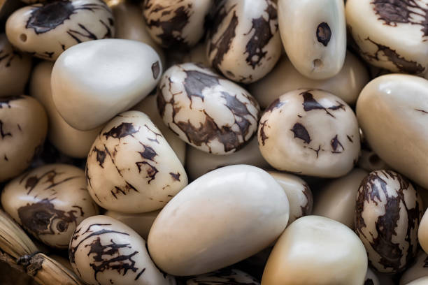 Vegetable ivory, tagua nuts (Phytelephas macrocarpa).processed seeds of ivory plant