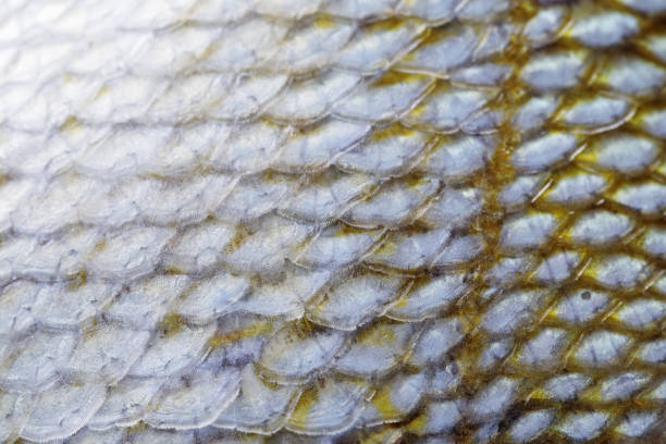 istock Extreme close-up of Grunt fish scale 1021892950