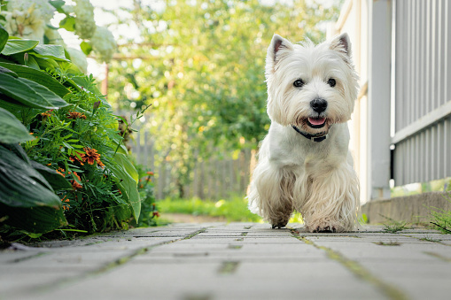 West Highland White Terrier runs along the path
