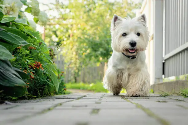 West Highland White Terrier runs along the path