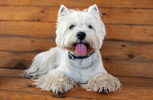 West Highland White Terrier sits on a wooden bench