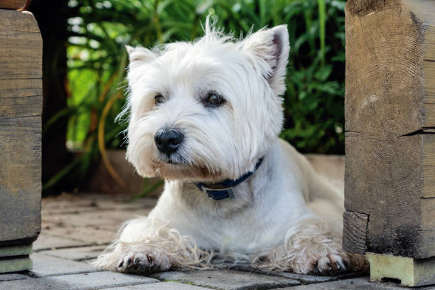 istock West Highland White Terrier is waiting for its owner 1021898330
