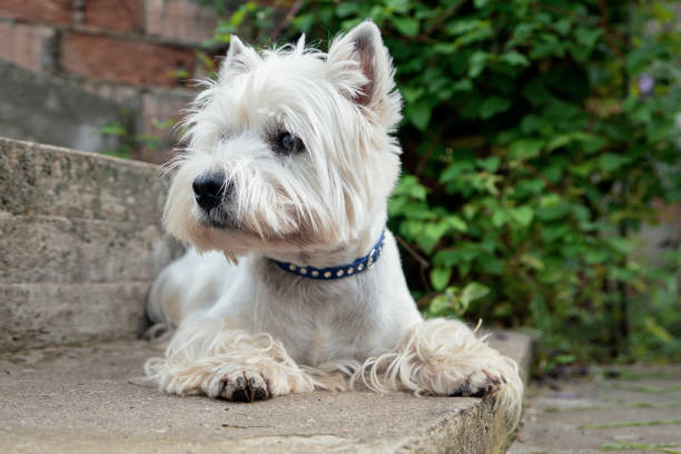 istock West Highland White Terrier is waiting for its owner 1021898344
