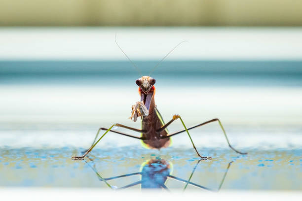 Praying mantis - blue metallic background