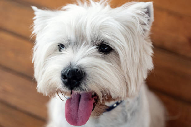 istock West Highland White Terrier sits on a wooden bench 1021900994
