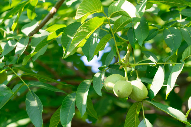 istock Walnut fruits grow on the tree. Unripe nuts. 1021903690