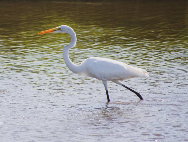 istock Fishing in the Sound 1021912942