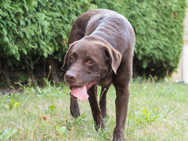 istock Brown Labrador Retriever Dog 1021913058