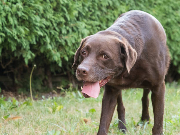 istock Brown Labrador Retriever Dog 1021913080