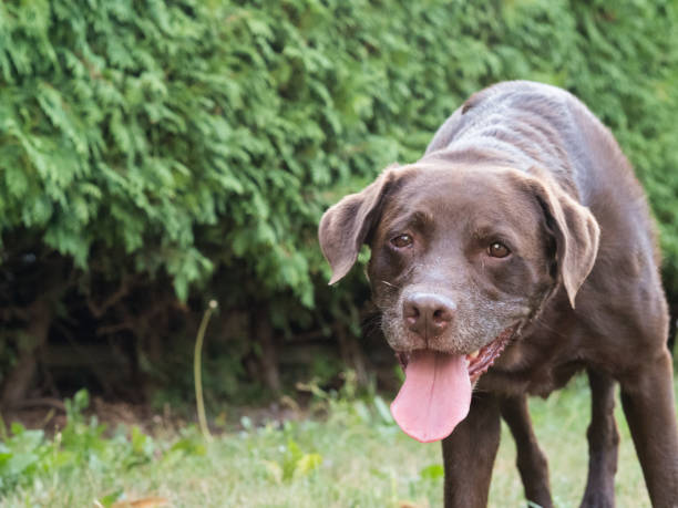 istock Brown Labrador Retriever Dog 1021913096