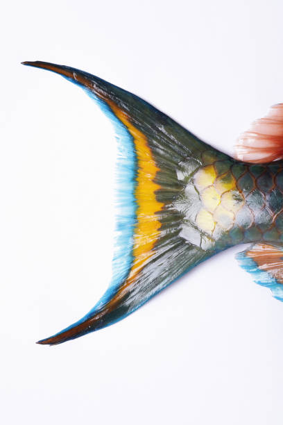 istock Close-up of Parrotfish tail 1021915524