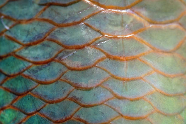 istock Extreme close-up of Parrotfish scale 1021915668