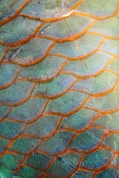 istock Extreme close-up of Parrotfish scale 1021915962