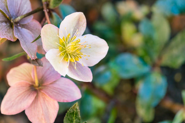 closeup of pale pink hellebore flowers with copy space