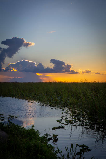 istock Sunset over the Everglades 1021921716