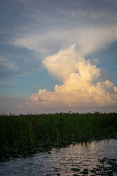 istock Storm in the Horizon over the Everglades 1021921740