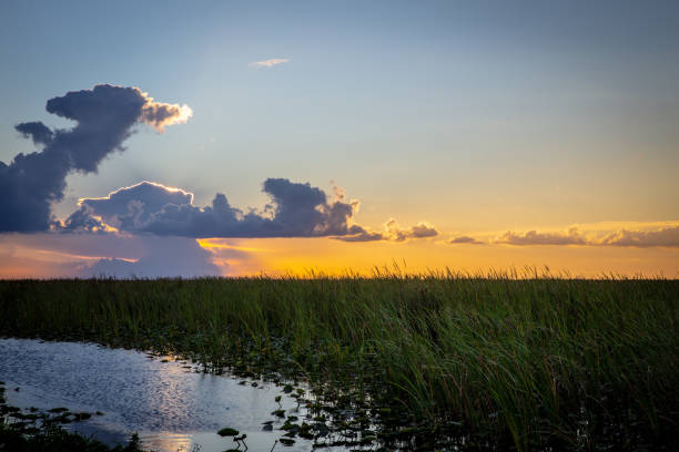 istock Sunset over the Everglades with Clouds in the Horizon 1021921762