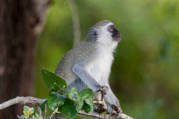 завербованная обезьяна - зелёная мартышка стоковые фото и изображения