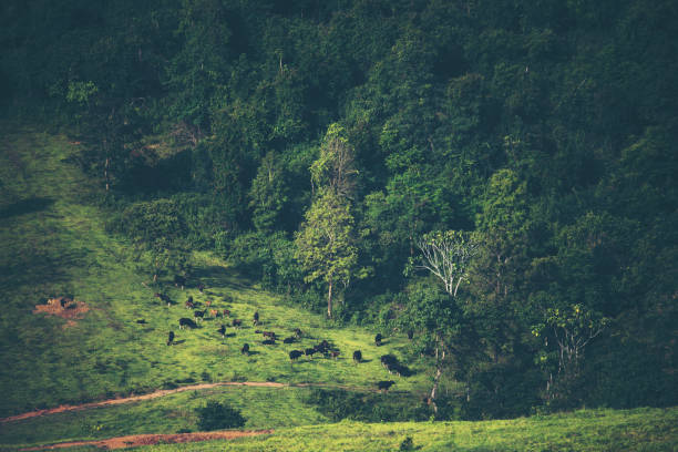 a paisagem da floresta tropical, cena de natureza - liberia - fotografias e filmes do acervo