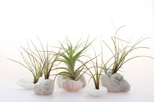 Minimalist Air Plants with Urchins and Pumice Stone Minimalist Air Plants with Urchins and Pumice Stone air plant stock pictures, royalty-free photos & images