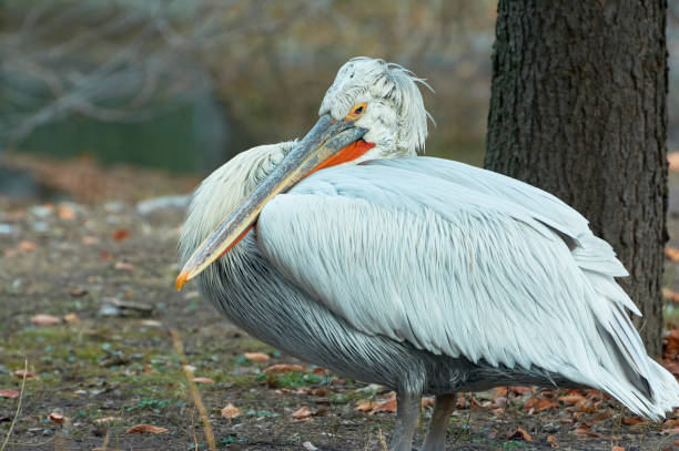 istock Great white or oriental pelican.(Pelecanus onocrotalus). 1021931522