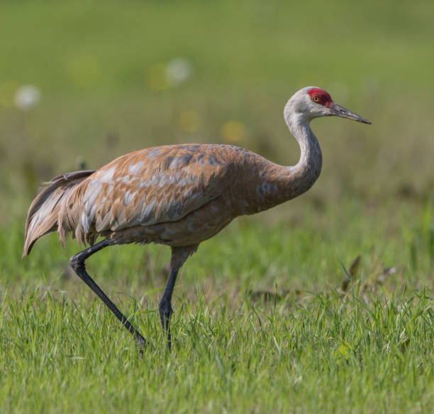 istock Sandhill Crane in Alaska 1021931796