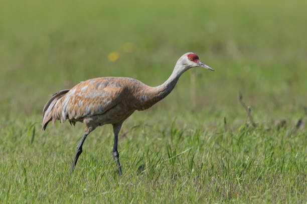 istock Sandhill Crane in Alaska 1021934320
