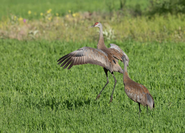 istock Sandhill Crane in Alaska 1021934340