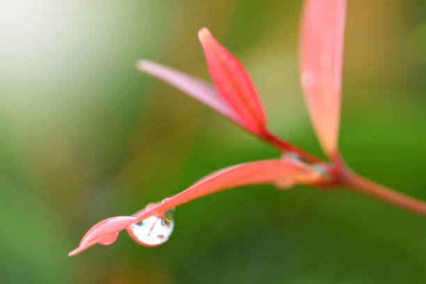 Water Dew droplets on beautiful plants.