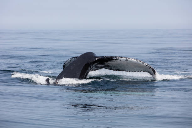 istock Humpback Whale Tail Rises Out of Ocean 1021945308