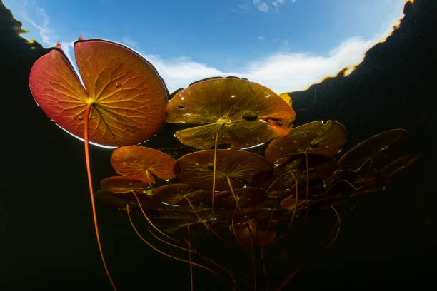istock Lily Pads in Freshwater Lake 1021949966