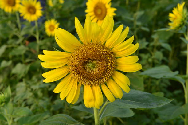 istock Sunflowers in the field 1021952480