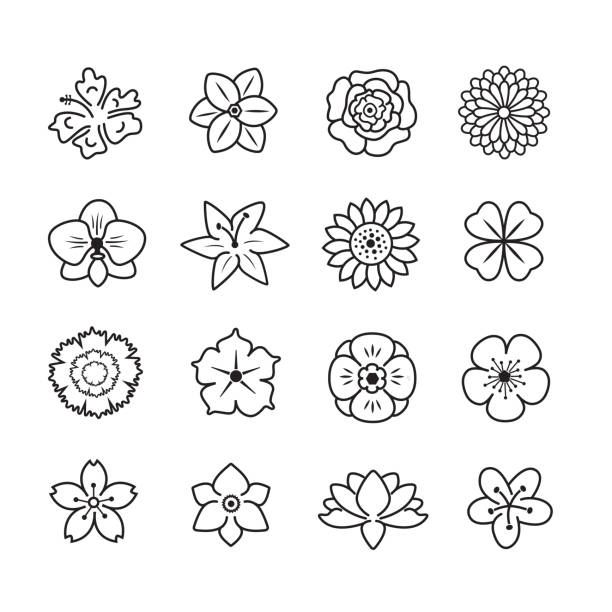 blume icon-set - daisy sunflower stock-grafiken, -clipart, -cartoons und -symbole