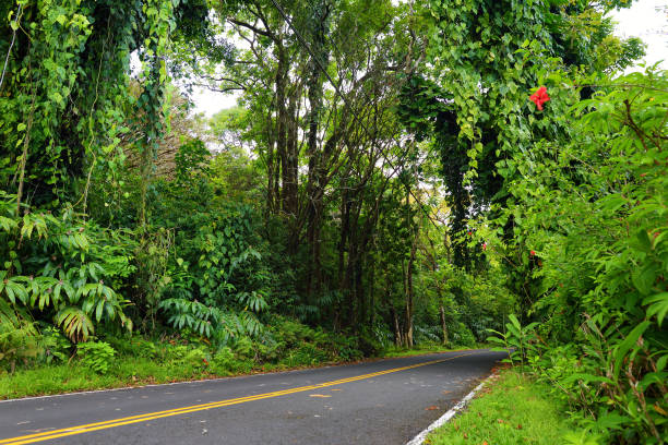 famous route à hana empreint de ponts d’une voie étroites, virages et une vue incroyable de l’île, maui, hawaii - hawaii islands hana maui curve photos et images de collection